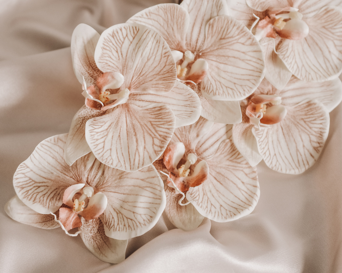 Orchids in Close Up Photography